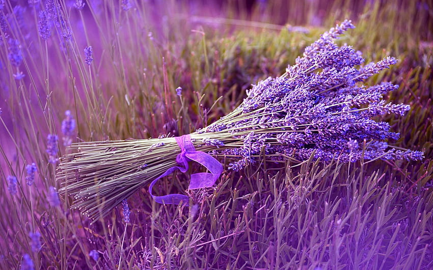 Lavender, Lavender Purple Flower HD wallpaper
