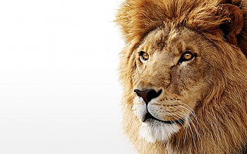 High Definition Lion HD wallpaper | Pxfuel