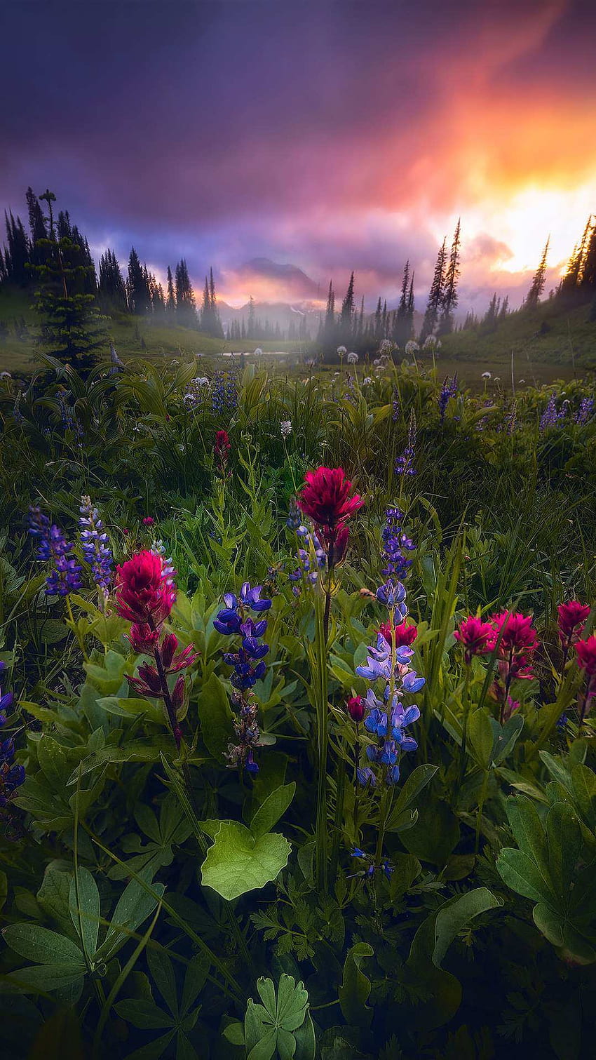 Beautiful Nature Scenery Flowers IPhone - IPhone : iPhone ...
