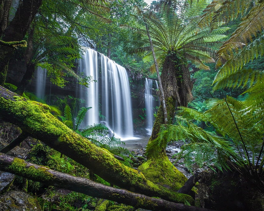 Russell Falls, trópicos, palmeras, tasmania, musgo, cascada, naturaleza, cascada, bosque fondo de pantalla