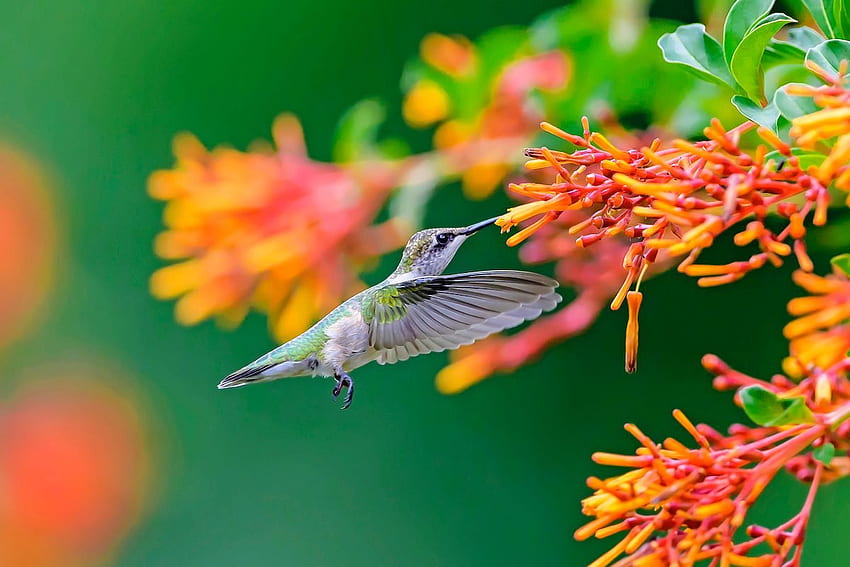 Oszałamiający letni ptak - ptaki i kwiaty Tapeta HD