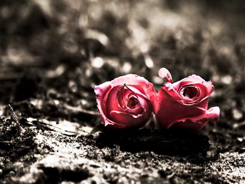 Two lonely roses, two, roses, red, beautiful, nature, flowers, lonely, stones HD wallpaper