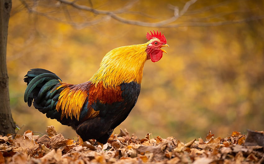 Rooster, animal, chicken, bird HD wallpaper