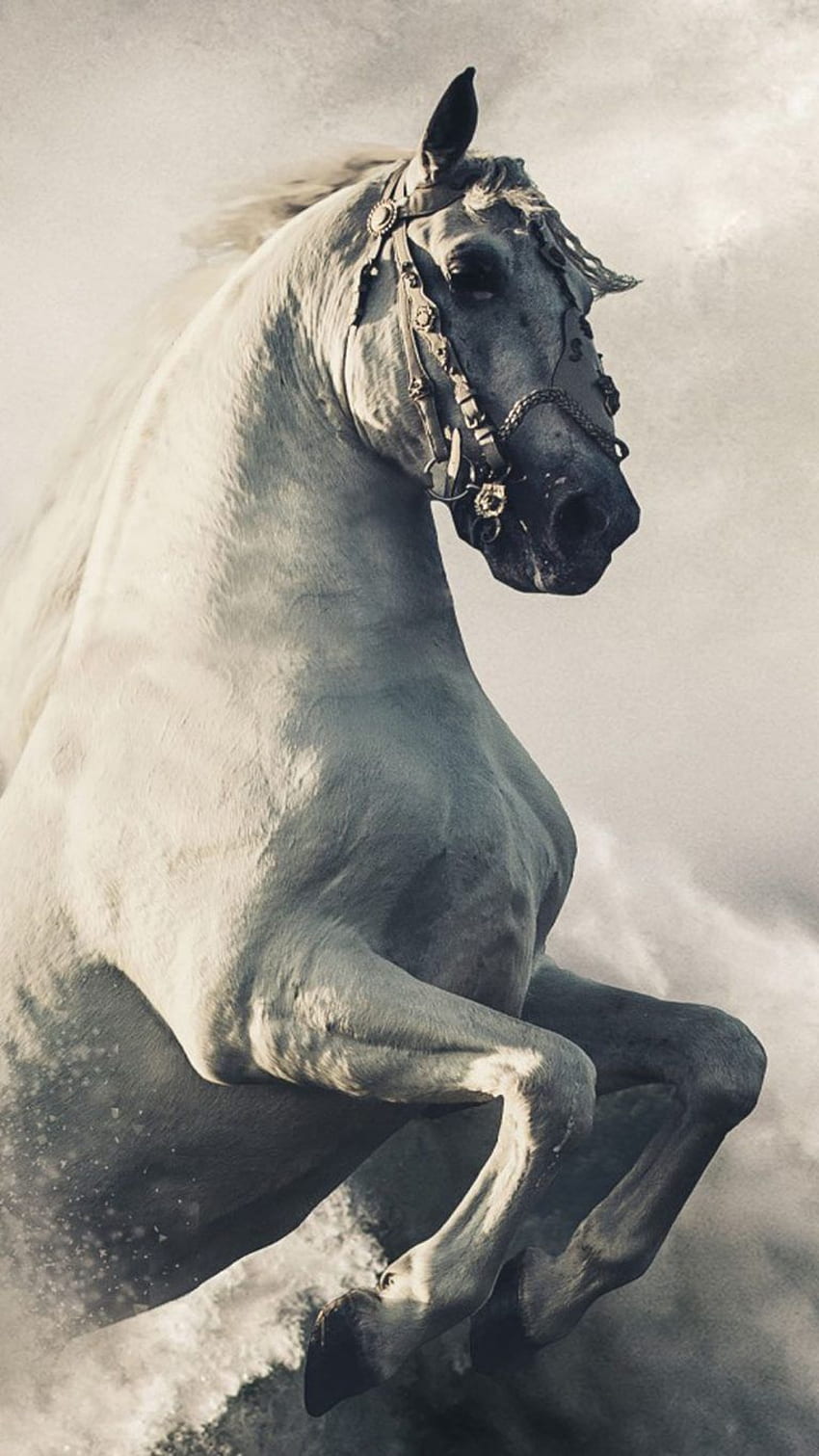Pegasus White Horse Ultra Mobile . Horse , Horses, Pretty horses, Horse HD phone wallpaper