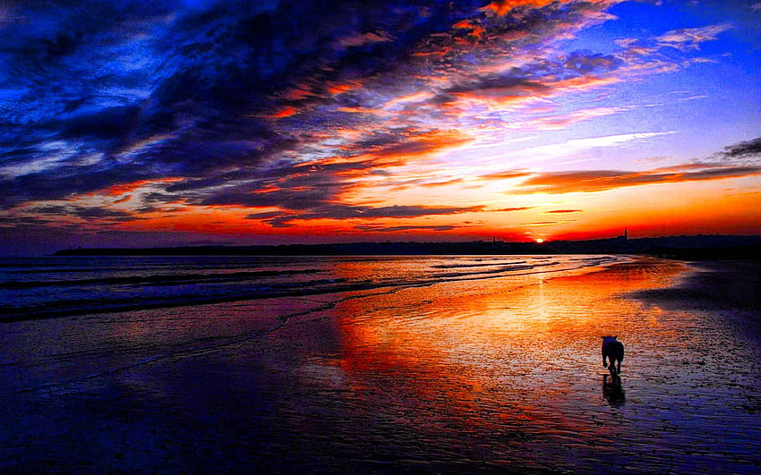 Catching Up With Time, dog, reflection, sky, nature, sunset, beach HD ...