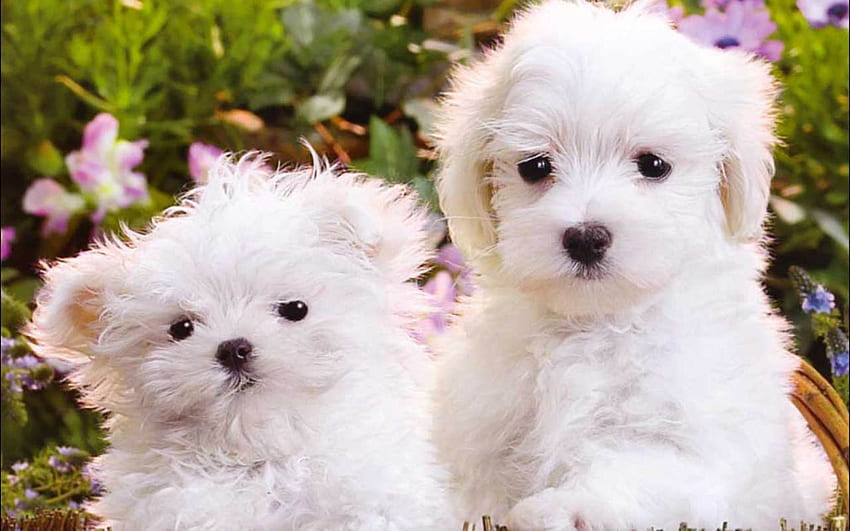 Fluffy Cute Dogs, Cute White Dog HD wallpaper