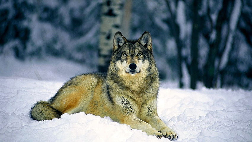 Für PCWolf. Grauer Wolf, wilde Tiere, Wolf, grauer Wolf HD-Hintergrundbild