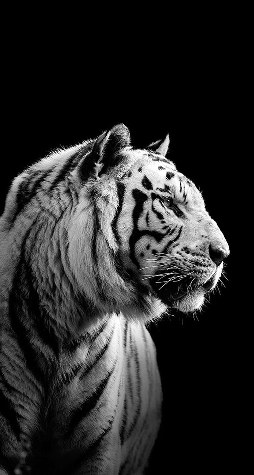 Full Black And White Tiger, White Tiger Art HD phone wallpaper