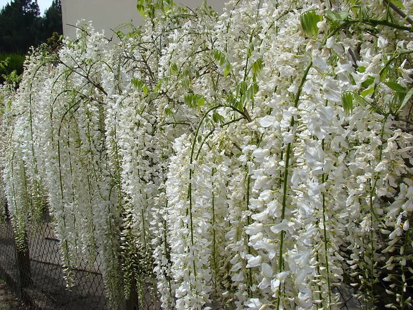 Drapeando flores brancas, céu, natureza, flores, arquitetura papel de parede HD