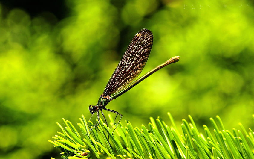 trawa, makro, owad, lot, skrzydła, ważka Tapeta HD