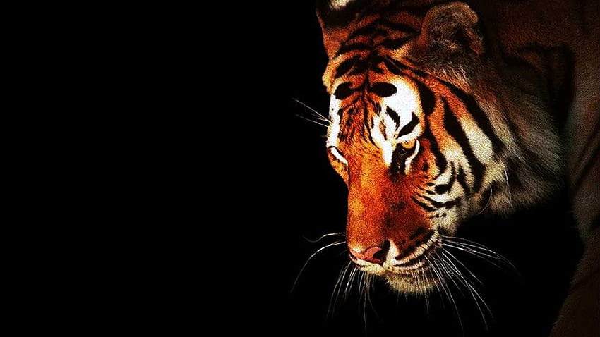 Black Tiger, Tiger U HD wallpaper | Pxfuel