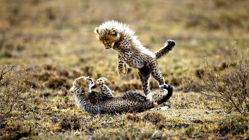Cheetah  Cheetah Cute Cubs Wallpaper Download  MobCup
