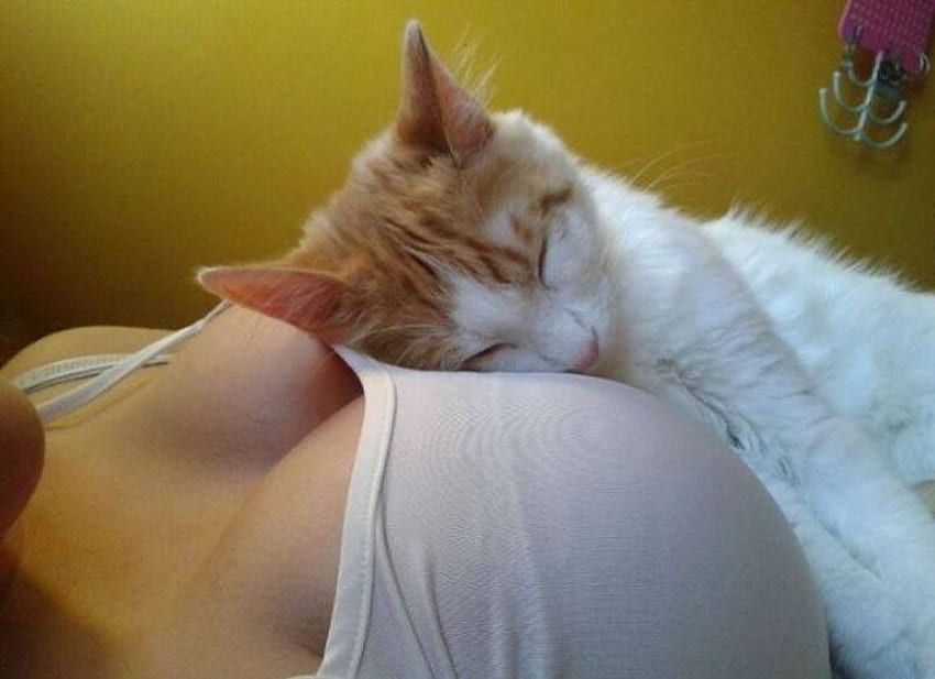 sleep-place, cats, girls, tits, animals HD wallpaper