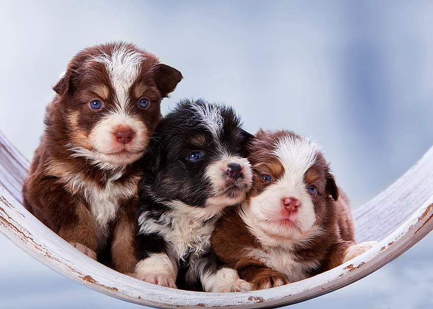 ลูกหมาสามตัวในเปลญวน หวาน สุนัข ลูกหมา น่ารัก ความสุข เปลญวน ตลก น่ารัก ความสุข สาม เพื่อน วอลล์เปเปอร์ HD