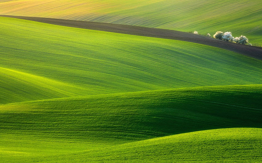 Grüne Grasfelder, Hügel, Bäume, Natur, Landschaft, Grafik • Für Sie Für & Mobil, Grasfeld HD-Hintergrundbild