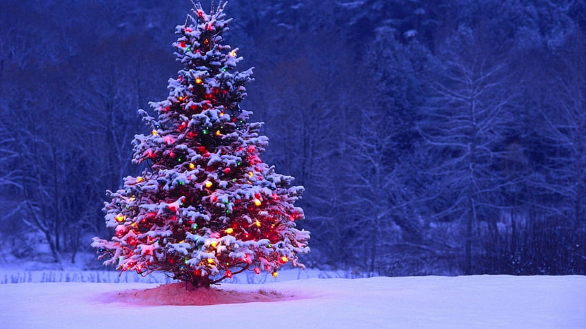 Colorful Christmas Tree - at, Christmas Tree Aesthetic HD wallpaper ...