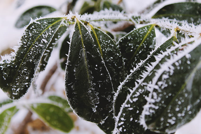 Leaves, Snow, Macro, Hoarfrost, Frost HD wallpaper