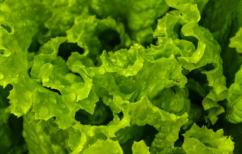 green, plant, raindrops, lettuce for , section макро HD wallpaper