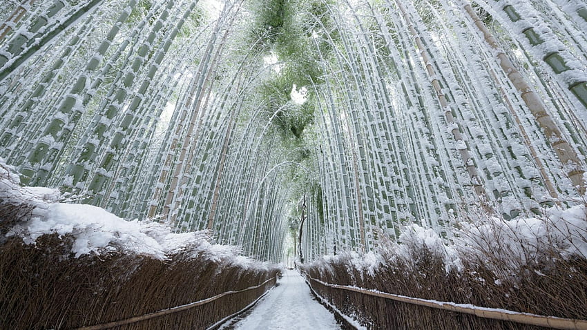 竹の回廊、冬、竹、回廊、雪、日本 高画質の壁紙