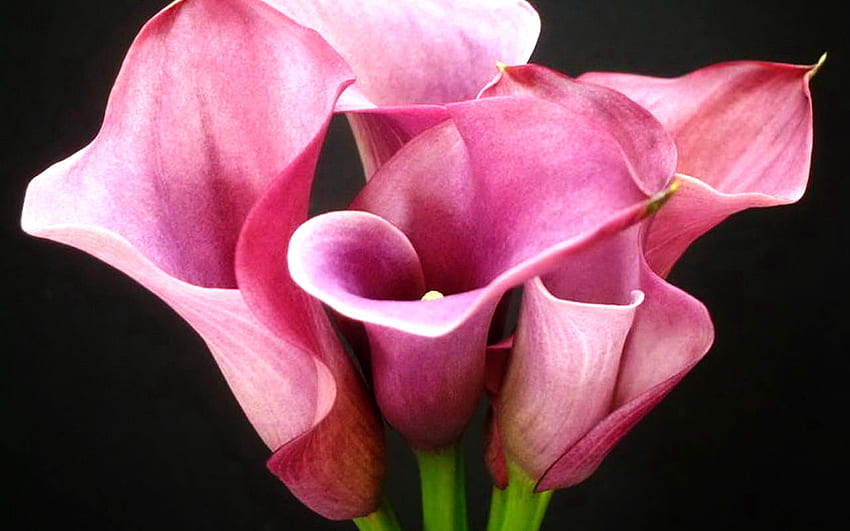 Update More Than 73 Calla Lily Wallpaper In Cdgdbentre