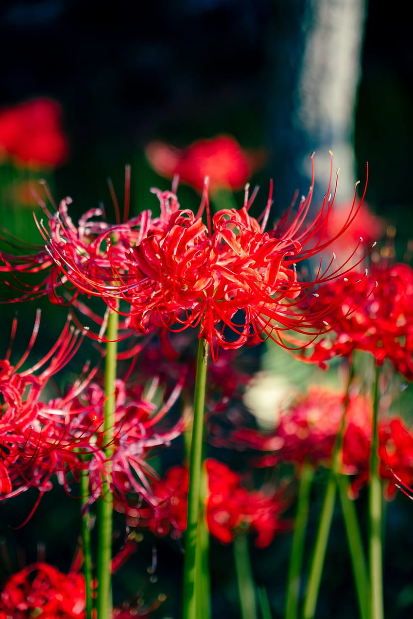 Red Spider Lily, Lycoris Radiata wallpaper ponsel HD