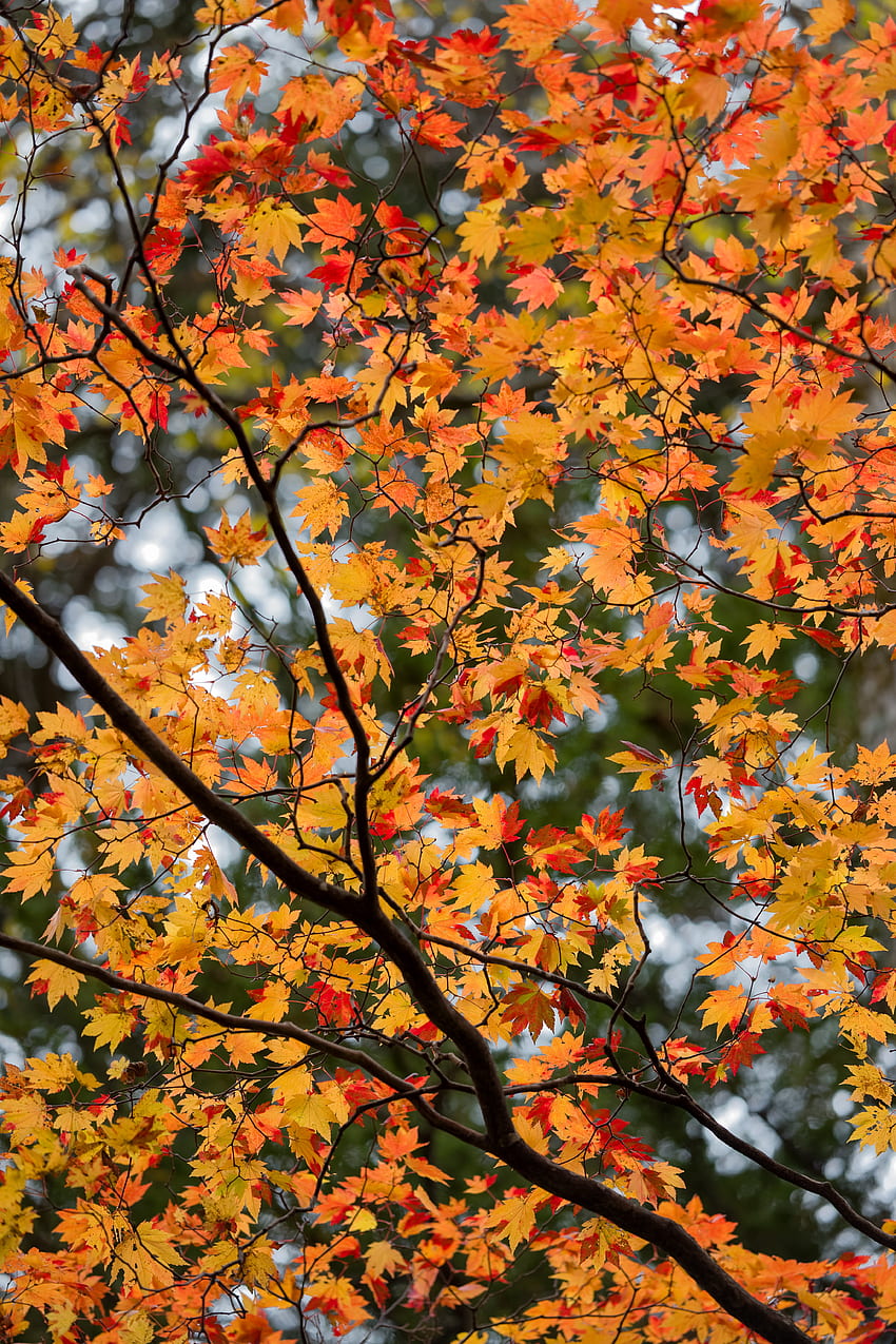 Nature, Autumn, Leaves, Wood, Tree, Branches, Maple HD phone wallpaper