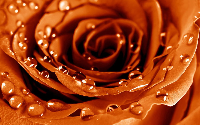 Drops, Flower, Macro, Rose Flower, Rose, Petals, Dew HD wallpaper