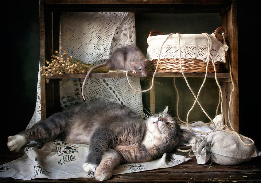 Cat and rat, pisica, animal, rat, cat, funny HD wallpaper