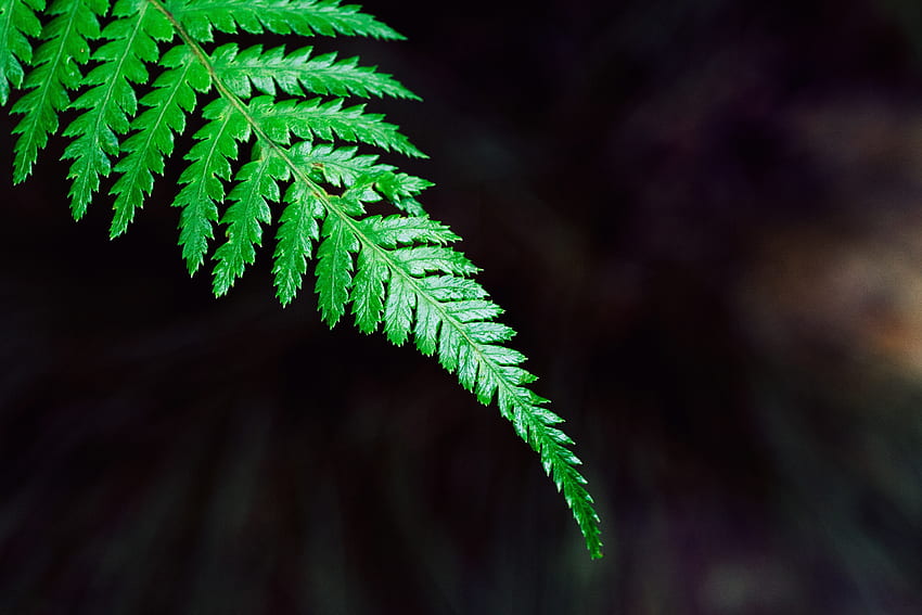 ธรรมชาติ พืช เฟิร์น แผ่น ใบไม้ วอลล์เปเปอร์ HD