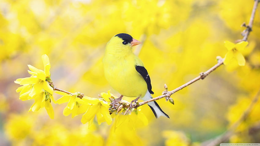 Schwarzer und gelber Vogel, Forsythia-Blumen, Frühlings-Ultra, Frühlingsvögel HD-Hintergrundbild