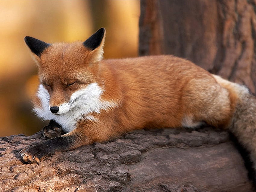 Animals, Fox, Fluffy, To Lie Down, Lie, Log HD wallpaper
