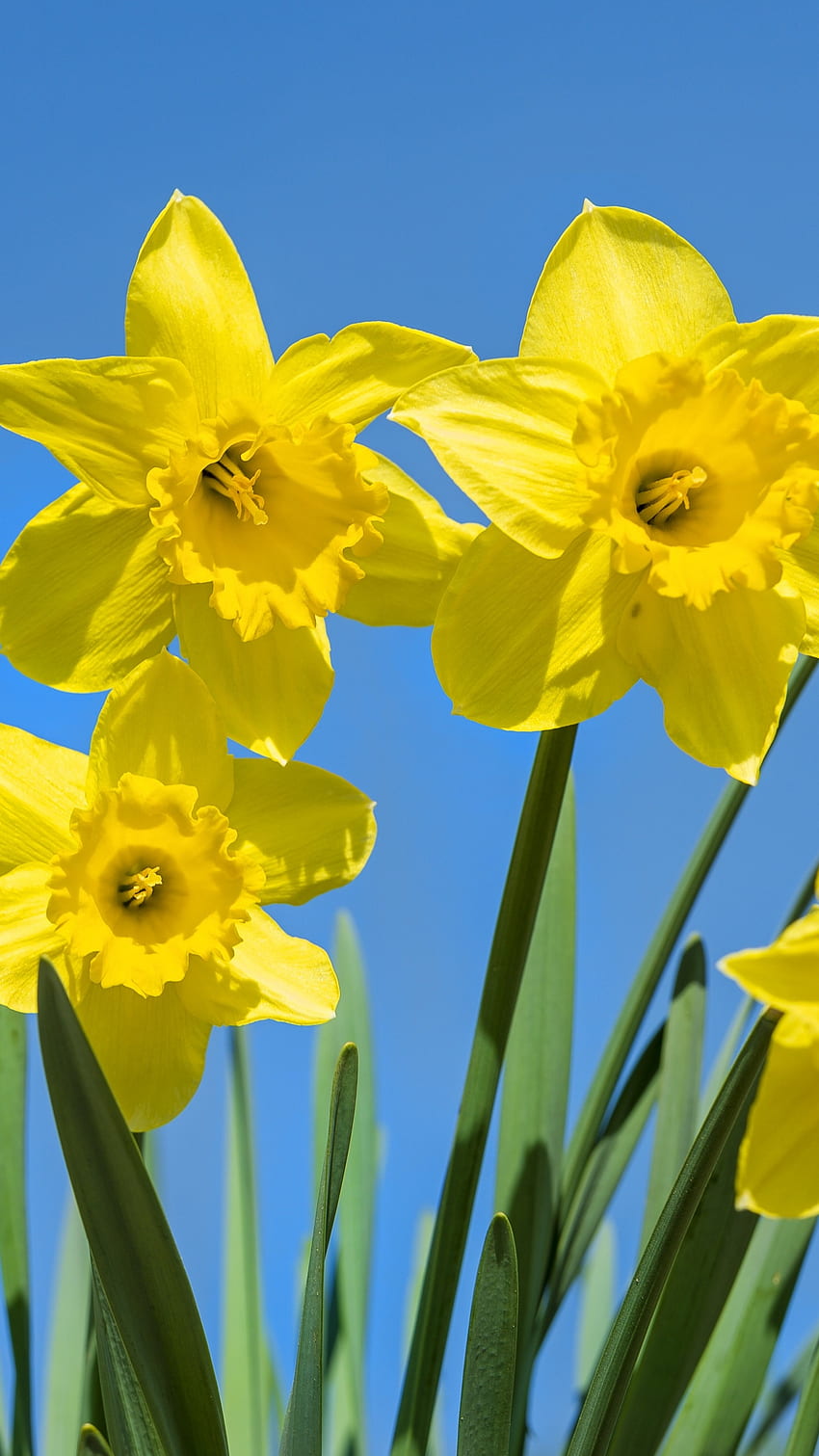 Daffodil, Beautiful Yellow Flower HD phone wallpaper