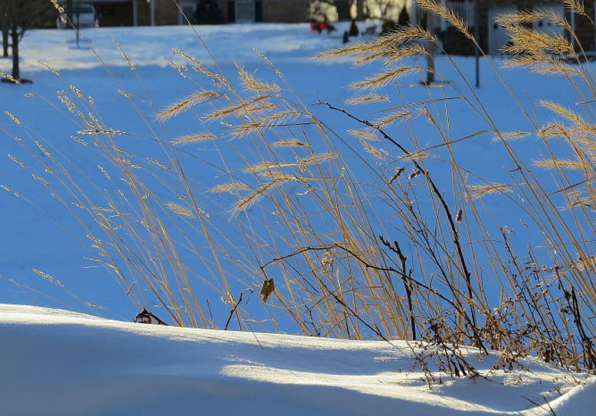 Winter Waiting, winter, nature, field, snow HD wallpaper