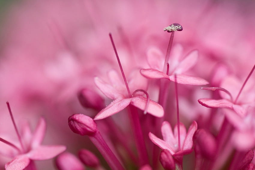 so much pink, pink, flowers, close up HD wallpaper