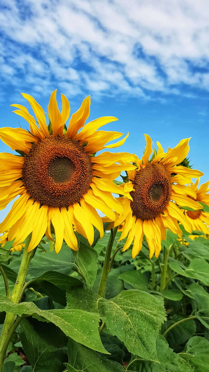 Sunflower, Adorable, Yellow, Flower HD phone wallpaper | Pxfuel
