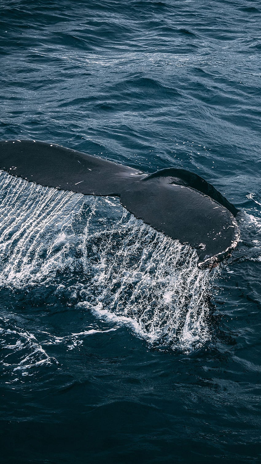 Whale Ocean Sea Animal Nature HD phone wallpaper