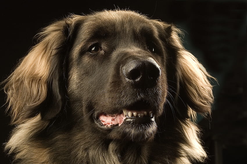 Animals, Dark, Dog, Muzzle, Leonberger HD wallpaper