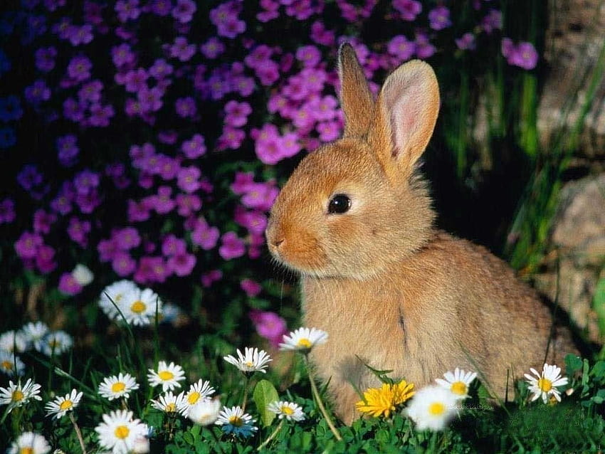 AT4263 | Black & White Bunny Toile Animal Print Rabbit Wallpaper