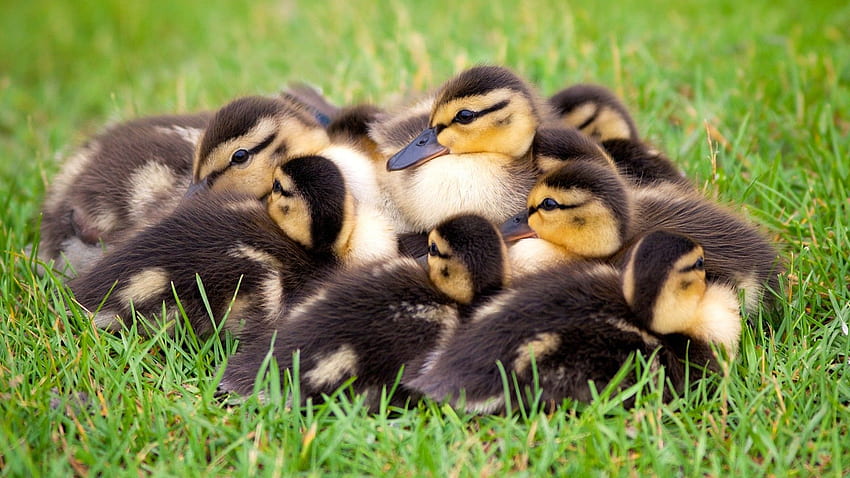 Birds, Small Ducks Baby Heating Each Other For HD wallpaper