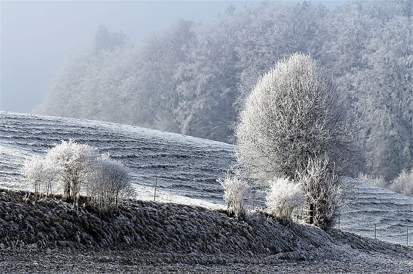 Winter, Natur, Bäume, Schnee, Feld, Frost, Rauhreif HD-Hintergrundbild