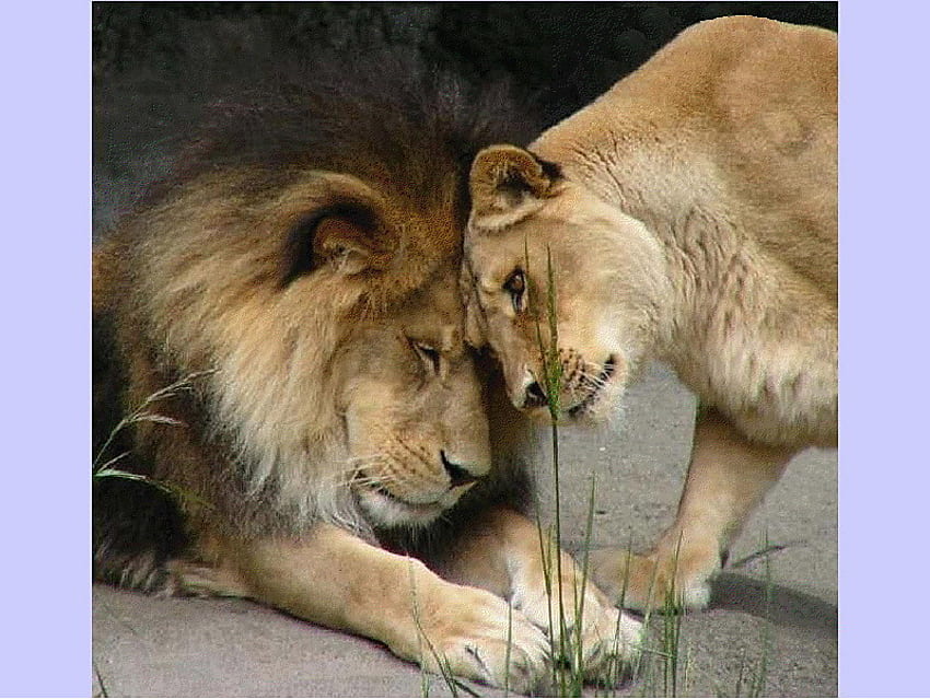 Löwen, Liebe, Katzen, cool, Dschungel HD-Hintergrundbild