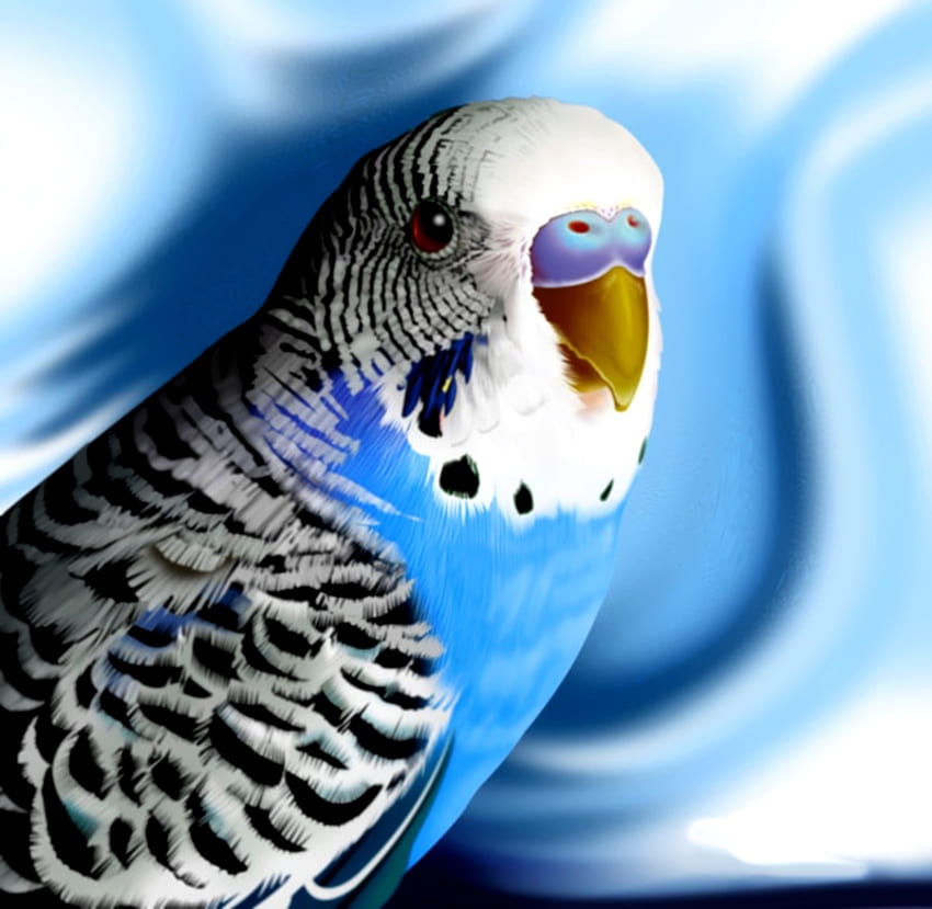 Невинна, синя, птица, прекрасна, красота HD тапет