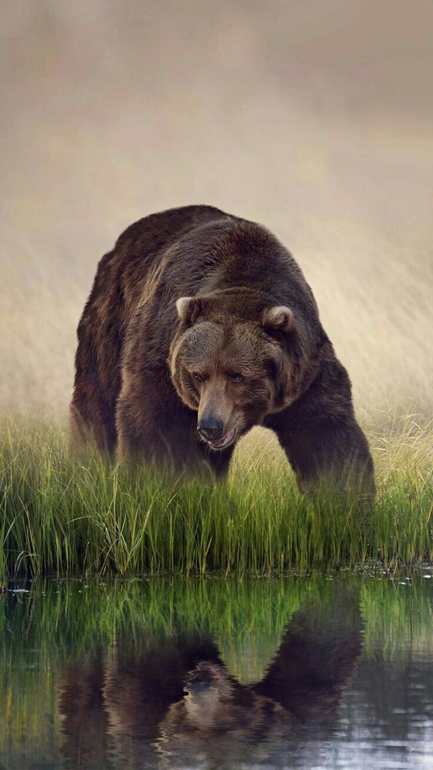 Piękny niedźwiedź grizzly!. Niedźwiedź brunatny, niedźwiedź kodiak, niedźwiedź Tapeta na telefon HD
