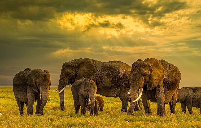 campo, elefante, elefanti, famiglia, mandria, elefante, elefante, branco di elefanti per , sezione животные - Sfondo HD