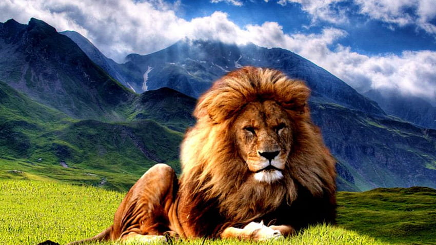 Dinlenen Kral, büyük kediler, kaplan, yaban hayatı, küçük kediler, doğa, jaguar leoparı, yavrular, aslanlar HD duvar kağıdı