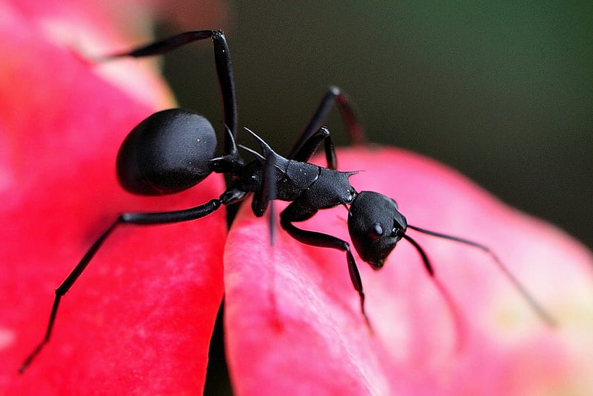 Ant, pink, black, nature, insect HD wallpaper