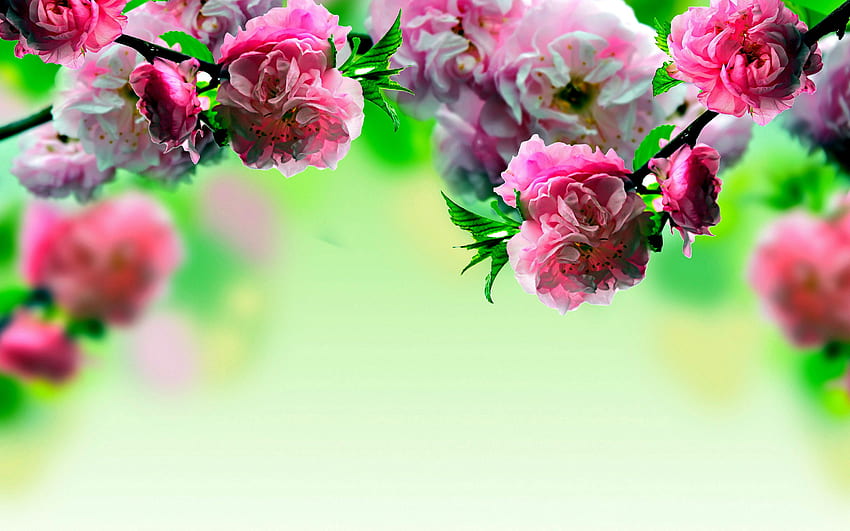 Пролетно цвете, пастелни пролетни цветя HD тапет