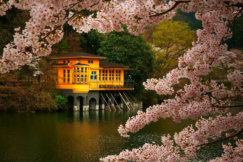 Blossom Lake, house, beautiful, spring, bloom, lake, pink, Japan, sakura, trees, flowers, hill HD wallpaper