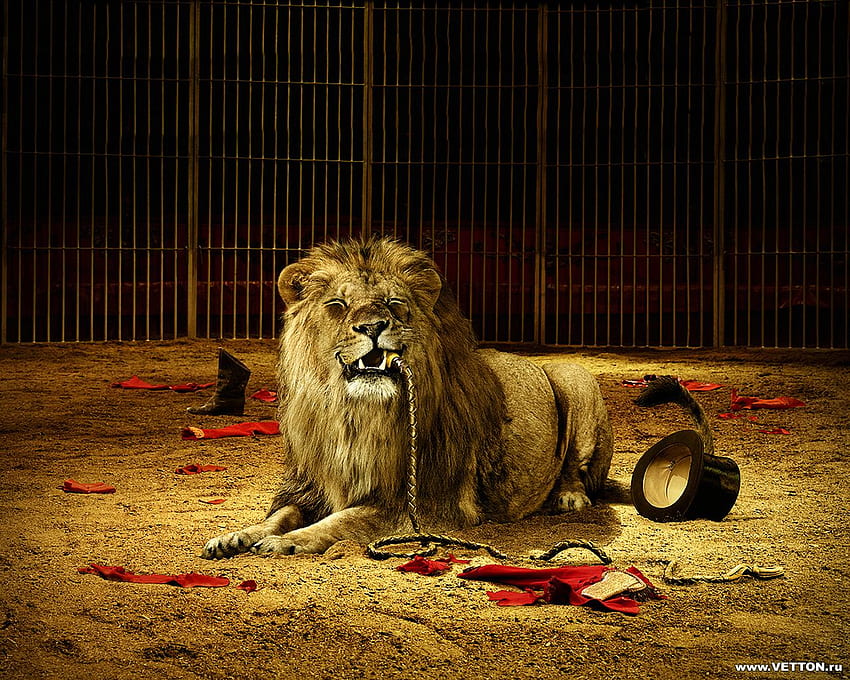 Il leone, il re, leone Sfondo HD