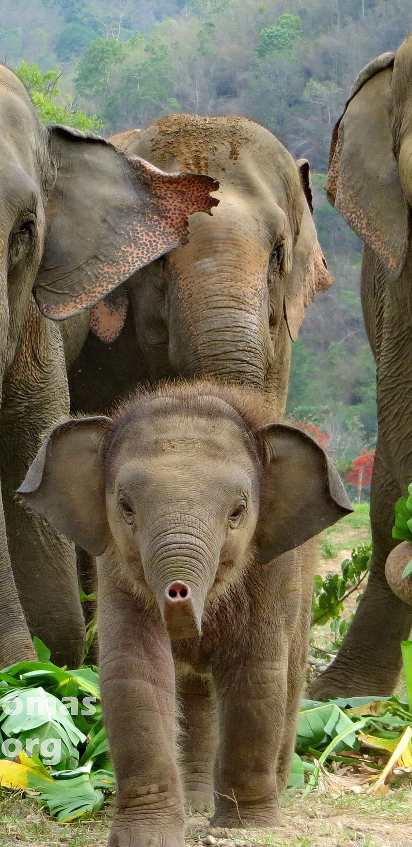 Elefante, Elefante iPad Sfondo del telefono HD